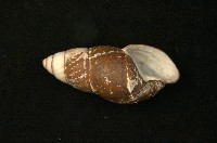 臺灣長蝸牛藏品圖，第2張